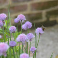 Globe Gilia Thimble Flower Heirloom Seeds, Flower Seeds, Native Wildflower(100 Seeds)