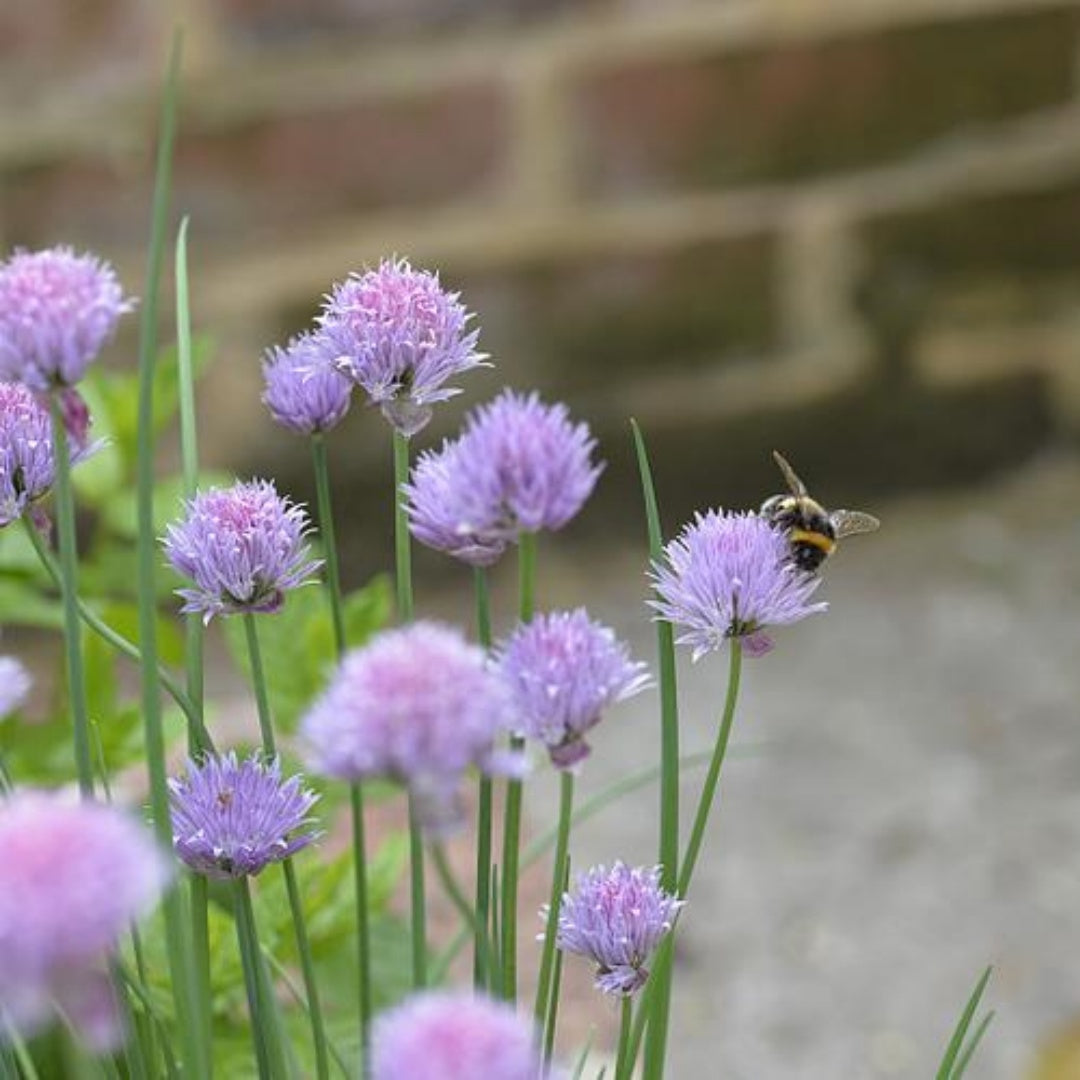 Globe Gilia Thimble Flower Heirloom Seeds, Flower Seeds, Native Wildflower(100 Seeds)