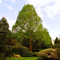 Dawn Redwood Tree Seeds - Heirloom, Open Pollinated, Non GMO - Grow Indoors, Outdoors, In Pots, Grow Beds, Soil, Hydroponics  Aquaponics(8 Seeds)