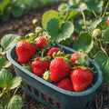 70/350/700 Seeds | Alpine Strawberry, Strawberry Seeds for Planting, Sweet Edible Fruit Seeds, Perennial Garden Berries, Home Garden(70 Seeds)