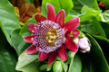 2/10/20 GIANT GRANADILLA Red Passion Flower Passiflora Quadrangularis Yellow Fruit Vine Seeds(2 Seeds)