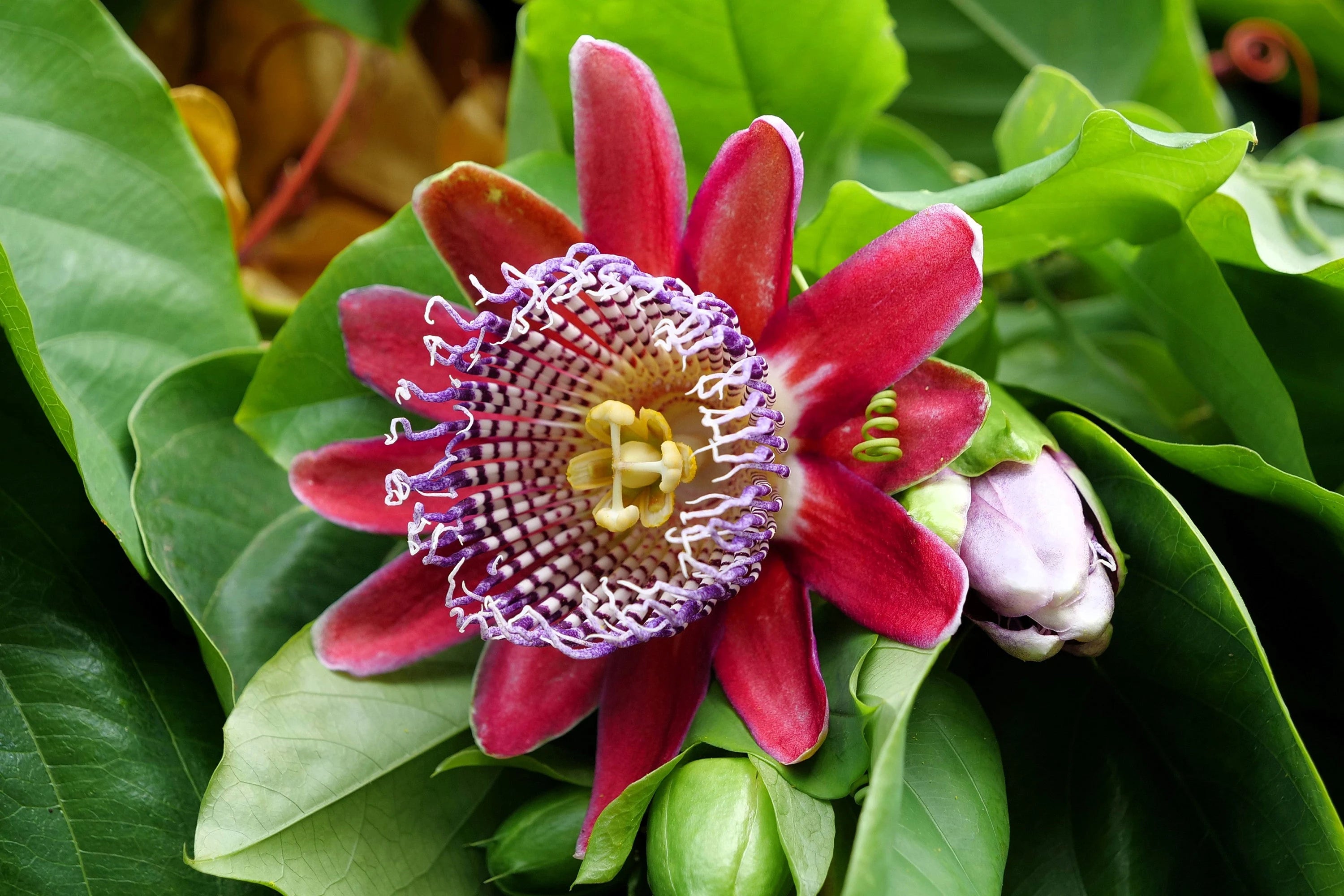 2/10/20 GIANT GRANADILLA Red Passion Flower Passiflora Quadrangularis Yellow Fruit Vine Seeds(2 Seeds)