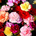 100/500/1000 Mixed Carnation Flower Seeds for Planting - AKA. Dianthus Caryophyllus Chabaud Mix Perennial(100 Seeds)