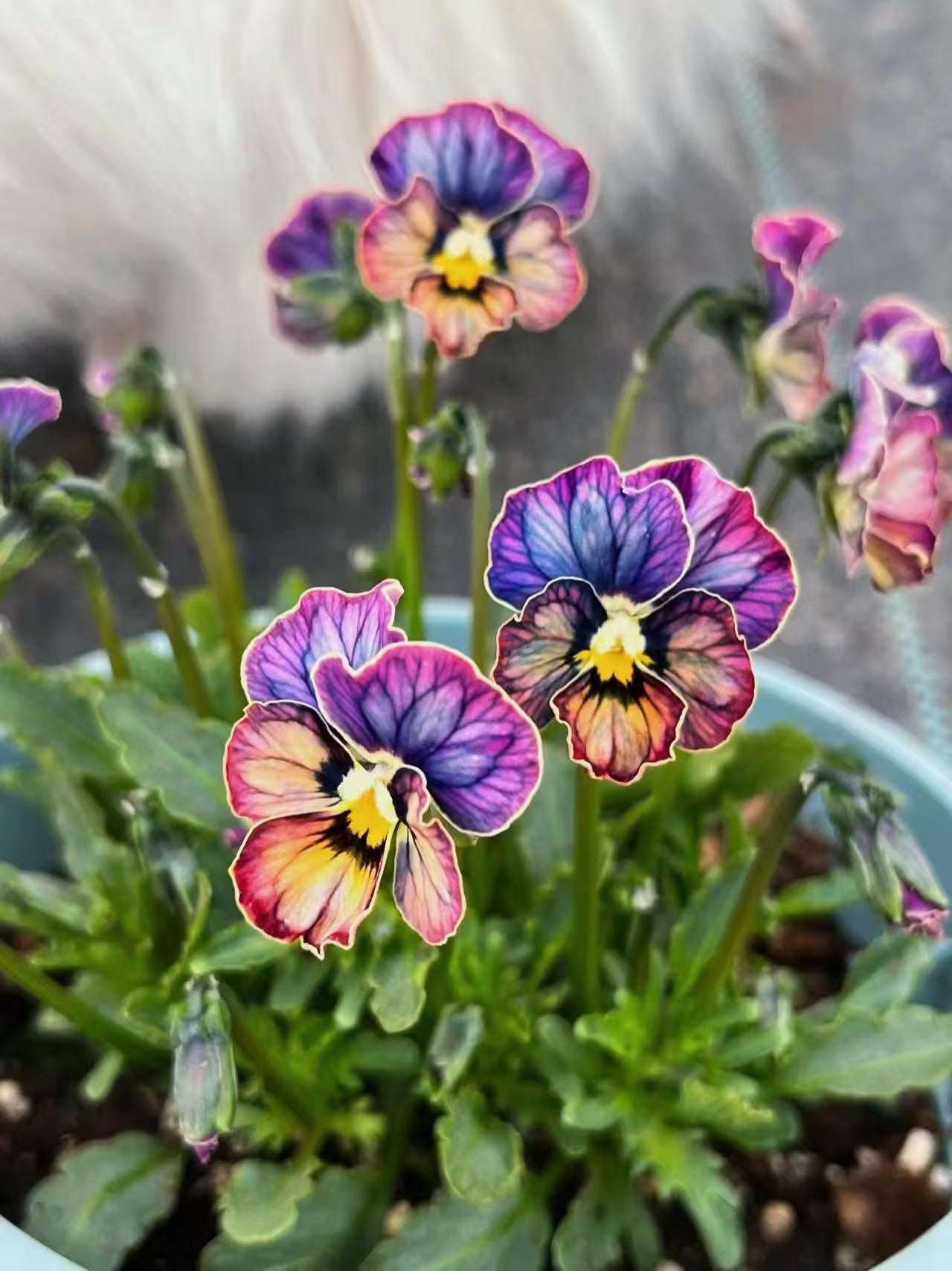 10/50/100 Heartbeat Gradient  Viola Seeds, Pansy Seeds | Cold-Tolerant Perennial Flowers, Easy To Grow, Potted Plants, Garden(10 Seeds)
