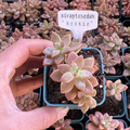 Live Succulent xGraptosedum “Bronze”Rooted in a 2-inch pot with Soil Mix, Succulents Plants Live, Rare House Plant for Home Office Wedding Indoor Outdoor Decoration, DIY Projects by The Succulent Cult(1pc)