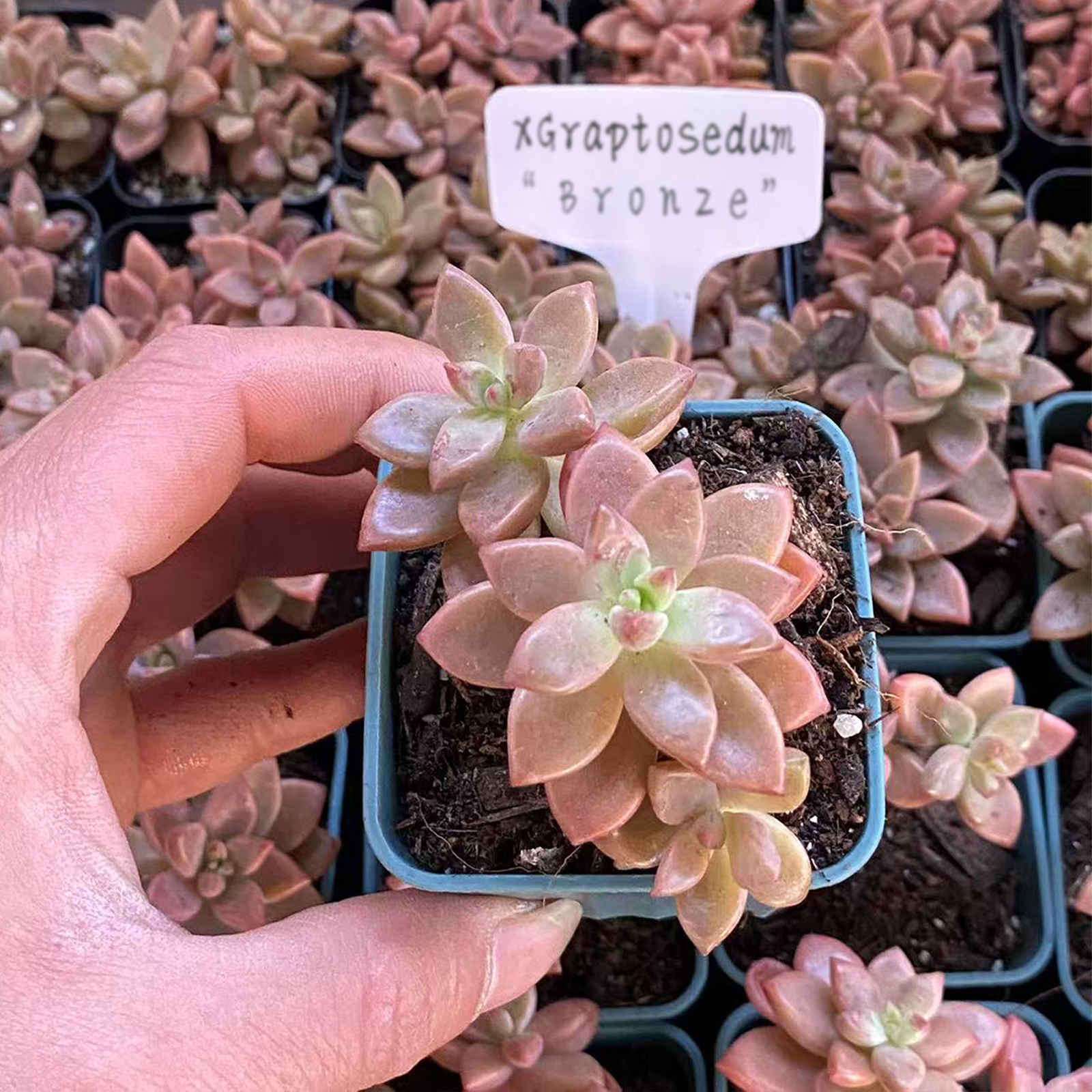 Live Succulent xGraptosedum “Bronze”Rooted in a 2-inch pot with Soil Mix, Succulents Plants Live, Rare House Plant for Home Office Wedding Indoor Outdoor Decoration, DIY Projects by The Succulent Cult(1pc)