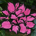 200 Pcs Hosta Seeds – Perfect for Shade Gardens  Low-Maintenance Landscaping(200)