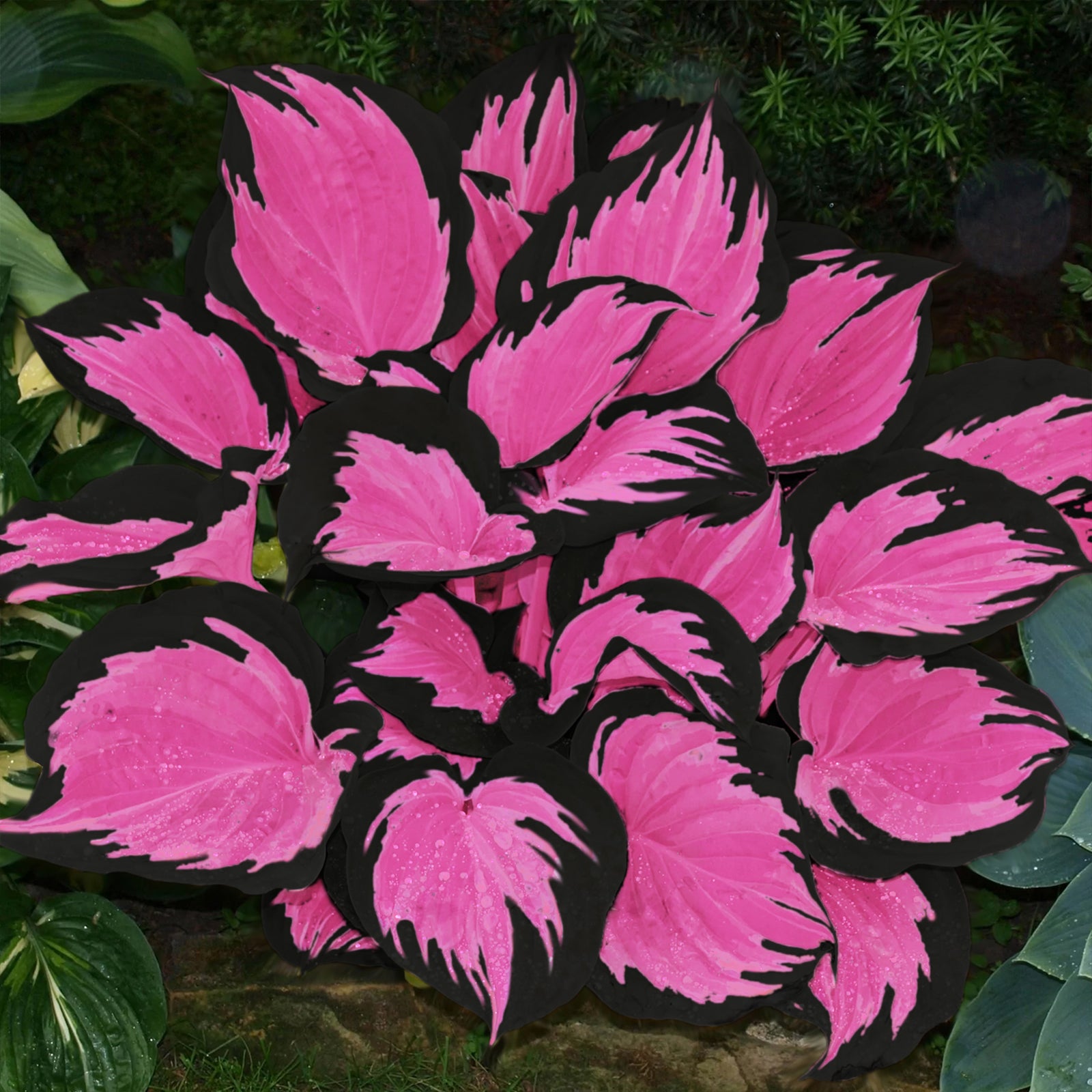 200 Pcs Hosta Seeds – Perfect for Shade Gardens  Low-Maintenance Landscaping(200)