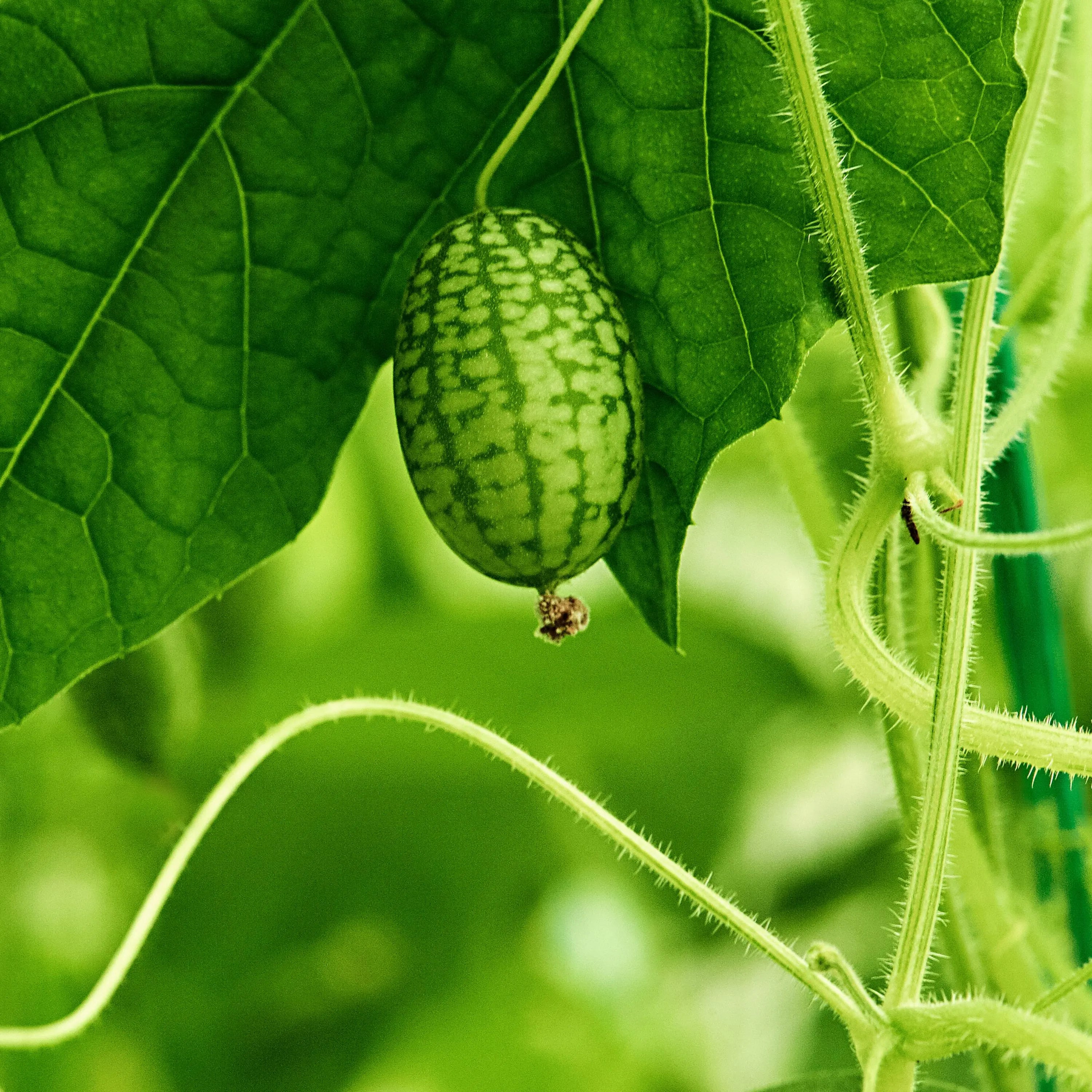Cucamelon Seeds - Edible - Self-Pollinating - Open-Pollinating - Cold Resistant  - Potted  - Climbing - Planting after the last frost(60 Seeds)