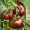 Paul Robeson Tomato, Rare Heirloom, NON-GMO, Beefsteak Type, Variety Sizes Sold(2 Seeds)