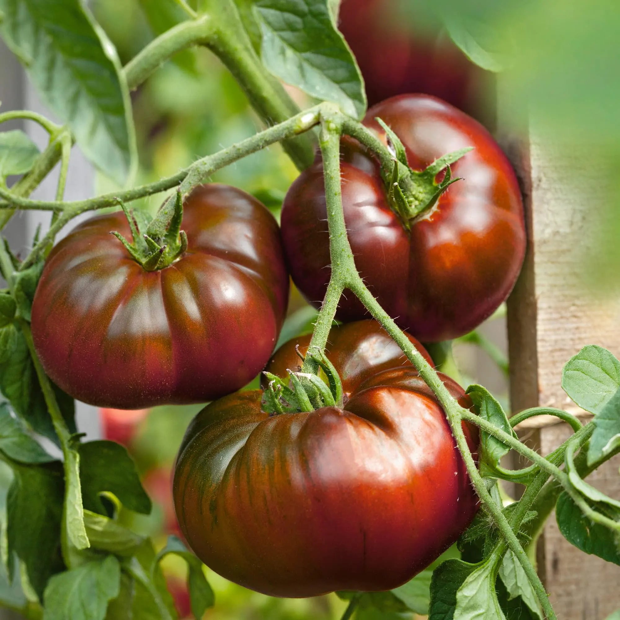Paul Robeson Tomato, Rare Heirloom, NON-GMO, Beefsteak Type, Variety Sizes Sold(2 Seeds)