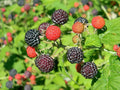 20/100/200 Black Raspberry Bush Seeds! Very Sweet, No Pesticides used!!!!(20 Seeds)