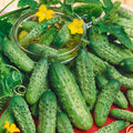 Boston Pickling Cucumber Seeds: Organic Heirloom, Non-GMO(10 Seeds)
