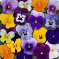 Viola Seeds Sorbet Tricolor Mix, Johnny Jump Up Flowers, Purple Yellow White Blooms, Heirloom Non GMO for Garden Planter Indoor Outdoor Hydroponics(100pcs)