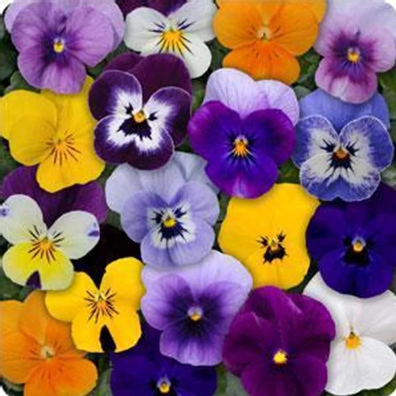 Viola Seeds Sorbet Tricolor Mix, Johnny Jump Up Flowers, Purple Yellow White Blooms, Heirloom Non GMO for Garden Planter Indoor Outdoor Hydroponics(100pcs)