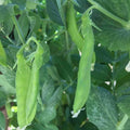Pea Seeds - Organic, Heirloom, Open Pollinated, Non GMO - Grow Indoors, Outdoors, In Pots, Grow Beds, Soil, Hydroponics  Aquaponics(20 Seeds)