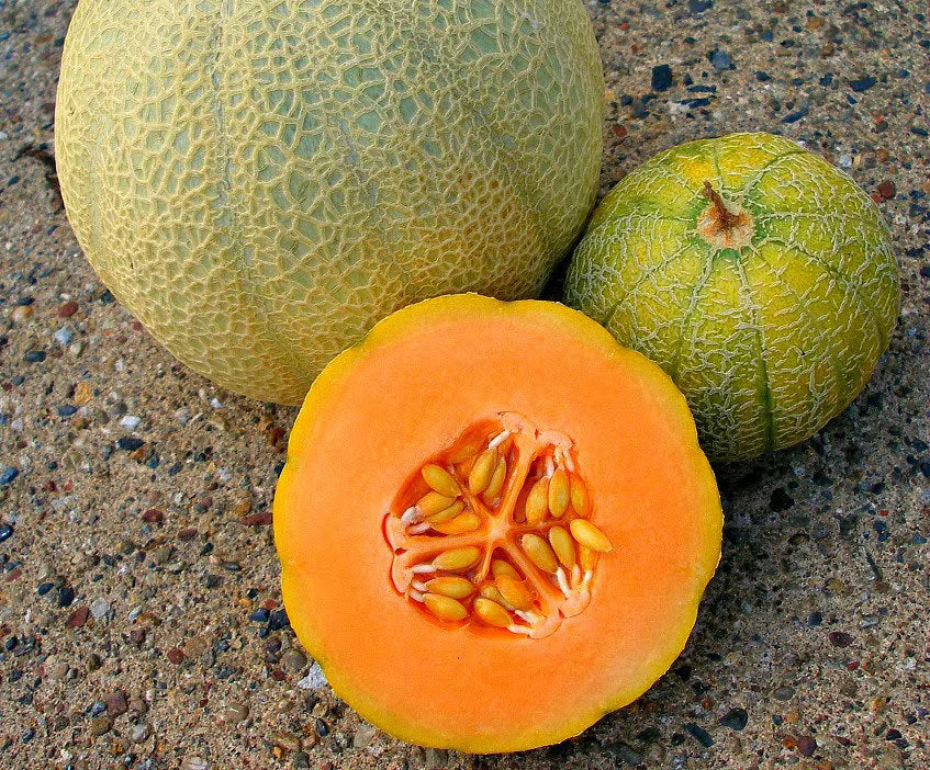 Minnesota Midget Cantaloupe Seeds 5/25/50+ Mini Melon Fruit NON-GMO USA(5 Seeds)