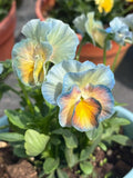 4/20/40 Premium Gradient  Viola Seeds, Pansy Seeds | Cold-Tolerant Perennial Flowers, Easy To Grow, Potted Plants, Garden(4 Seeds)