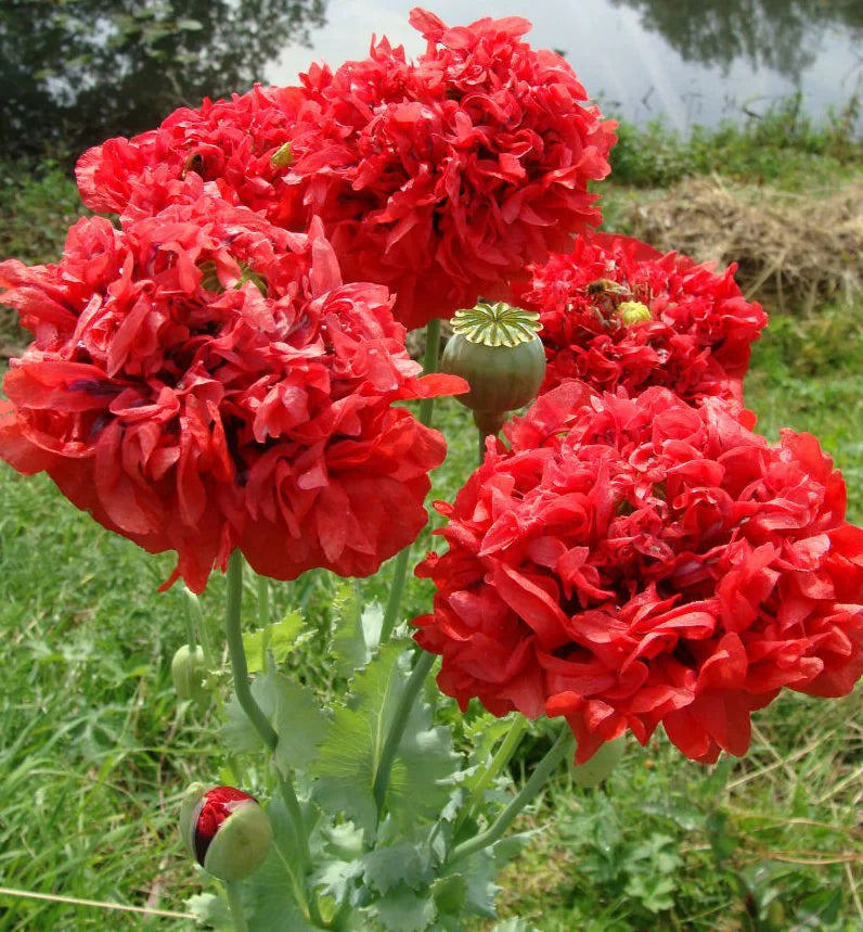 50/250/500 Red Double Peony Poppy Flower Seeds(50 Seeds)