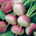 Purple Top White Globe Turnip Seeds20/100/200+ Vegetable Garden Heirloom NON-GMO(20 Seeds)