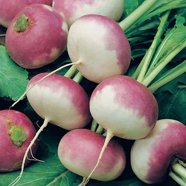 Purple Top White Globe Turnip Seeds20/100/200+ Vegetable Garden Heirloom NON-GMO(20 Seeds)