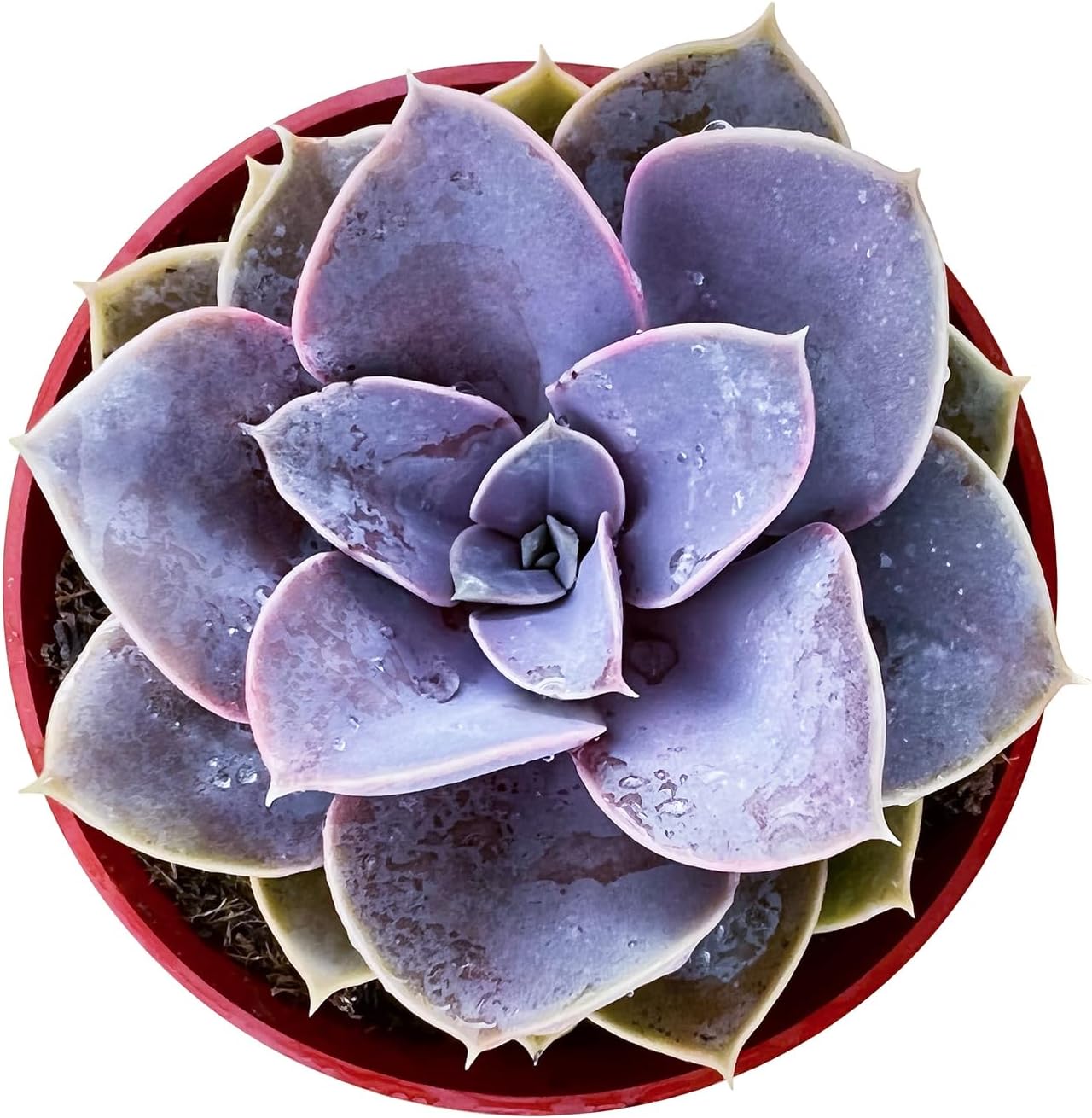Sprout N Green Echeveria 'Perle von Nürnberg', Live Succulent Fully Rooted in 4 inch Nursery Planter Pots, House Plant for Home Office Wedding Decoration DIY Projects Party Favor(1pc)