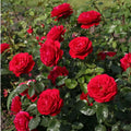 20/100/200 Seeds | Citiscape Bordaux Rose Seeds - Perennial - Authentic Seeds - Mix Seeds - Late Winter to Early Spring Planting Time(20 Seeds)