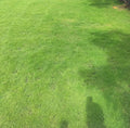 1000/5000/10000 Zoysia Emerald Grass Seeds for Lawn, Zoysia Grass Lawngrass Seeds Emerald Zoysia Ornamental Grasses Seed, Tiny Seeds(1000 Seeds)