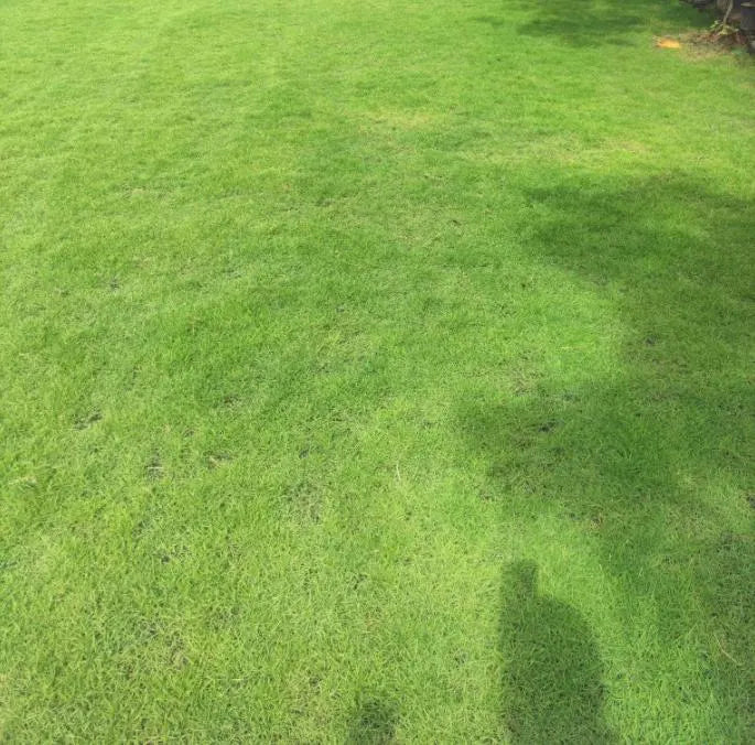 1000/5000/10000 Zoysia Emerald Grass Seeds for Lawn, Zoysia Grass Lawngrass Seeds Emerald Zoysia Ornamental Grasses Seed, Tiny Seeds(1000 Seeds)