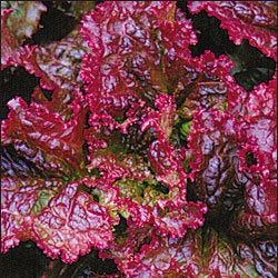 Lettuce Rossimo heirloom seed  seed 50/250/500(50 Seeds)