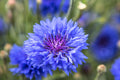 200/1000/2000 Dwarf Blue BACHELORS BUTTON CORNFLOWER Centaurea Cyanus Flower Seeds(200 Seeds)