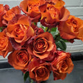 10/50/100s|Coffee Break Rose Seeds , Cold Resistant, Open-Pollinating, Deciduous,Beautiful Blooming Flowers –Planting in Fall/Early Spring(10 Seeds)