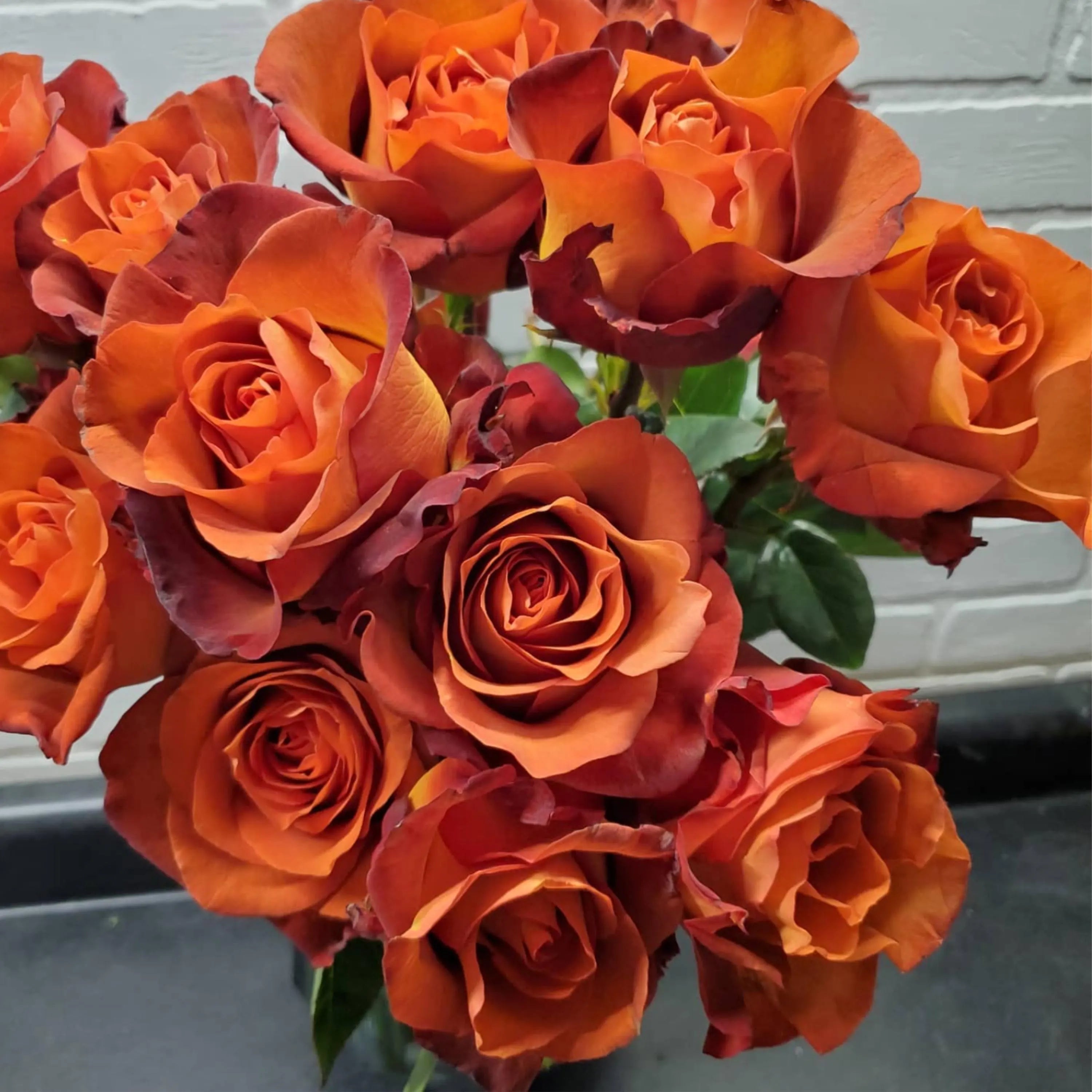 10/50/100s|Coffee Break Rose Seeds , Cold Resistant, Open-Pollinating, Deciduous,Beautiful Blooming Flowers –Planting in Fall/Early Spring(10 Seeds)