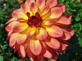 Cut Collection Dahlia Seeds - Perennial - Authentic Seeds - Fast Growing - Easy To Grow - Planting In Spring - Shrub Seeds(20 Seeds)