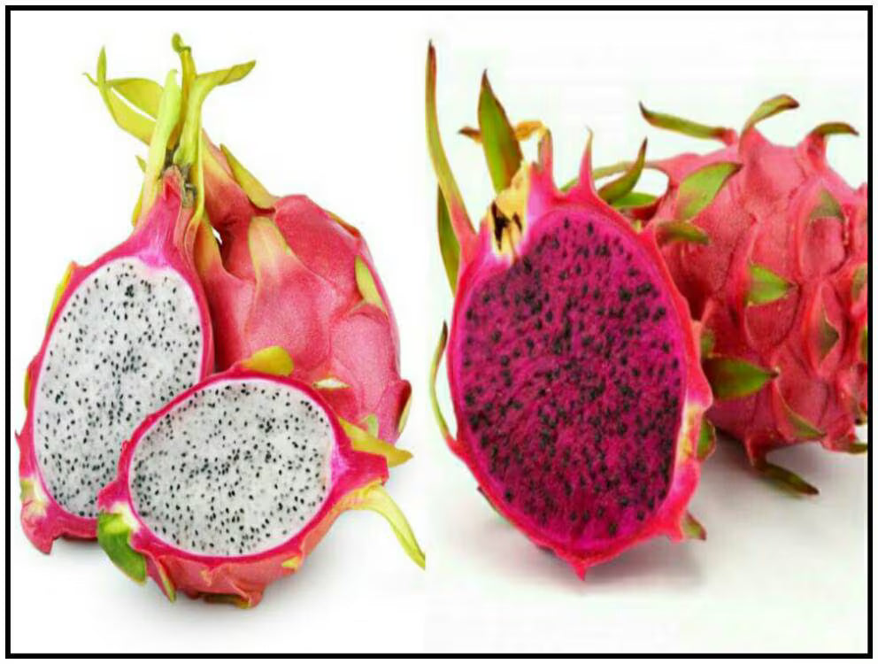 Red Dragon Fruit  White Dragon Fruit (Hylocereus costaricensis -  Hylocereus undatus) Seeds(4 Seeds)
